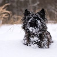 Affenpinscher puppies for sale wichita