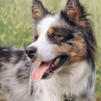 australian shepherd puppies for sale