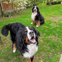 bernese mountain dog for sale