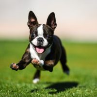 boston terrier for sale