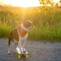 boston terrier puppies for sale