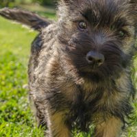 cairn terrier dogs for sale