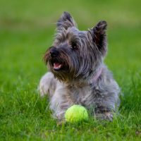 cairn terrier for sale