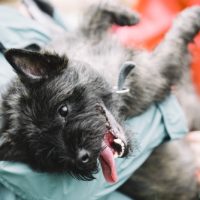 cairn terrier puppies for sale