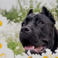 cane corso for sale