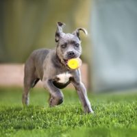 cane corso puppies for sale