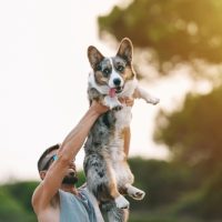 cardigan welsh corgi for sale