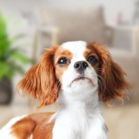 cavalier king charles spaniel sale wichita