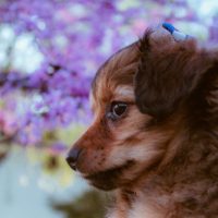 Chiweenie,Puppy,Portrait,In,Spring