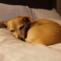 A,Small,Chiweenie,Curled,Up,And,Sleeping,On,A,Bed.