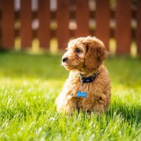 cockapoo dog puppy wichita