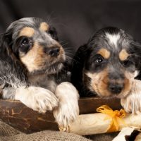 cocker spaniel pups for sale wichita