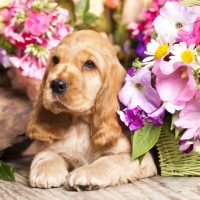 cocker spaniel