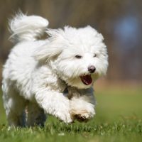 for sale wichita coton de tulear