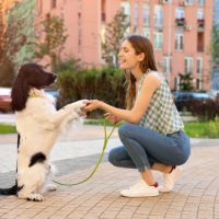 English Springer Spaniel puppies wichita