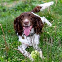 English Springer Spaniel puppy