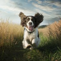 English Springer Spaniel wichita ks for sale