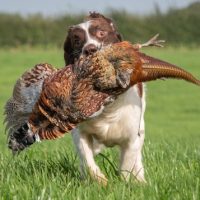 English,Springer,Spaniel,In,Gundog,Working,Environment