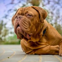 French,Mastiff,,Bordeaux,Great,Dane.,Lying,Dog,8,Months,Old.