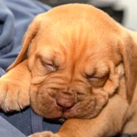 A,Portrait,Shot,Of,Mabel,,A,Beautiful,5,Week,Old