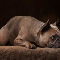 Portrait,Of,A,Cute,French,Bulldog.isolated,On,A,Studio,Background.