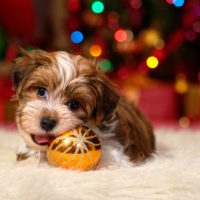 Havanese-Shih Tzu wichita sale