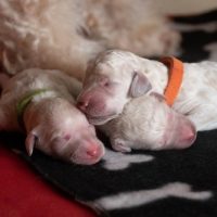 Photo,Shoot,Of,Newborn,Standard,Poodle,Puppies