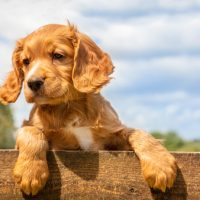 adorable cocker spaniel puppies wichita