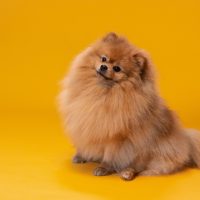 adorable pomeranian for sale