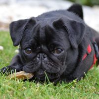 adorable pugs for sale