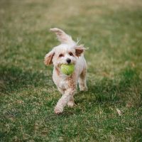 adorable toy poodles wichita ks