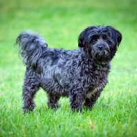 buy Affenpinscher dogs