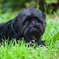 buy Affenpinscher puppies