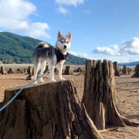 buy alaskan klee kai puppies