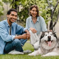 buy alaskan malamute dogs