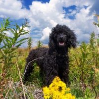 buy bernedoodle dogs