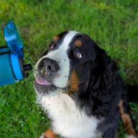 buy bernese mountain dogs