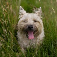 buy cairn terrier puppies