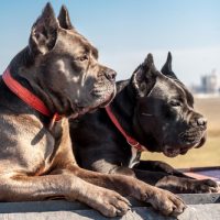 buy cane corso dogs