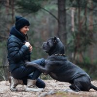 buy cane corso puppies