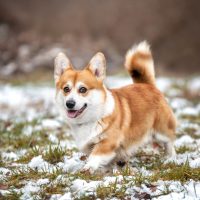 buy cardigan welsh corgi dogs