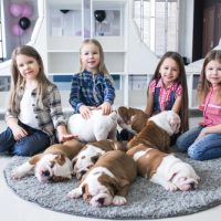 Happy,Kids,With,Puppies,Of,English,Bulldog,On,The,Floor