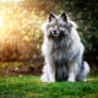 buy a keeshond puppy