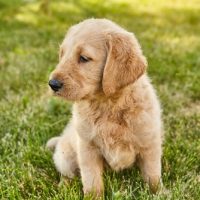 Cute,Labradoodle,Puppy,Sitting,In,Grass