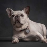 Portrait,Of,A,Cute,French,Bulldog.isolated,On,A,Studio,Background.