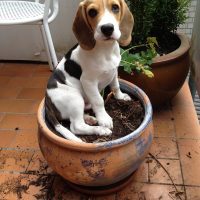 buy beagle puppies wichita