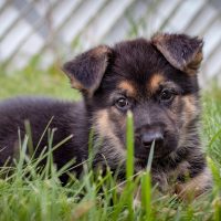 Young,German,Shepherd,Puppy,Lays,In,The,Grass