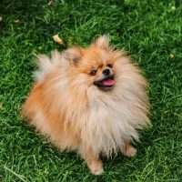 buy pomeranian wichita ks