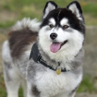 buy pomsky dogs