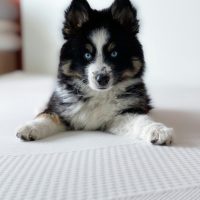 buy pomsky puppies wichita